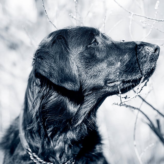 Een hond die omhoog naar een boom kijkt.