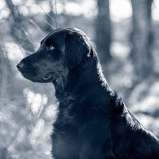 Een zwarte hond die in het bos zit.