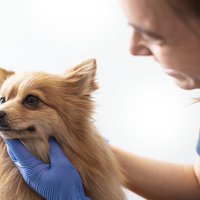 Dierenarts onderzoekt klein hondje