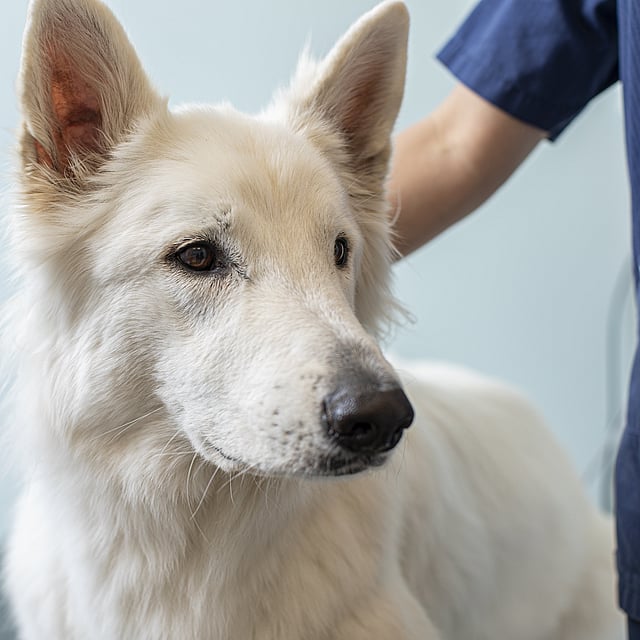 Een witte hond met zwarte neus en oren.