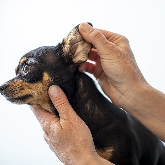 Een persoon die een hond vasthoudt.