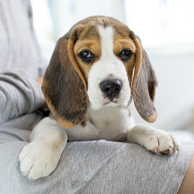 Puppy zit op de schoot van baasje