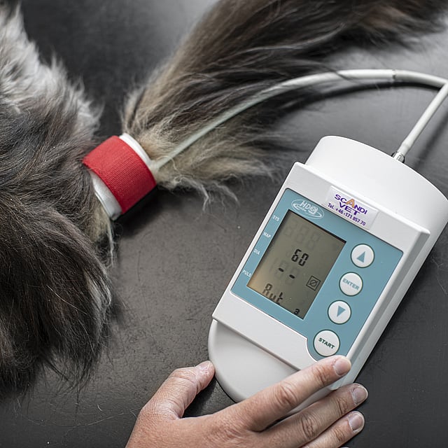 Een hand die een apparaat vasthoudt om de temperatuur van een hond te meten.