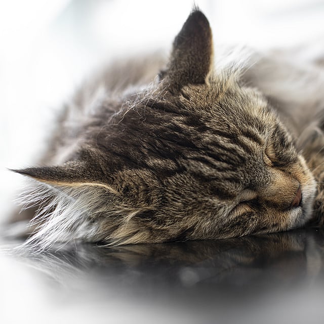 Een kat die op een tafel slaapt.