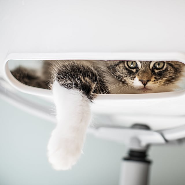 Een kat die uit een wit voorwerp kijkt.