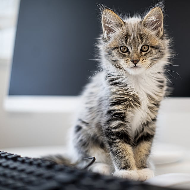 Een kat zittend op een aanrecht.