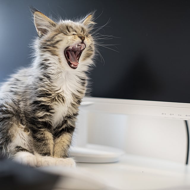 Kitten miauwt