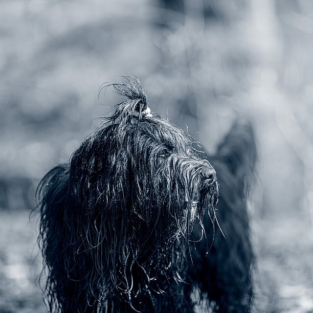 Een natte hond met een paardenstaart.