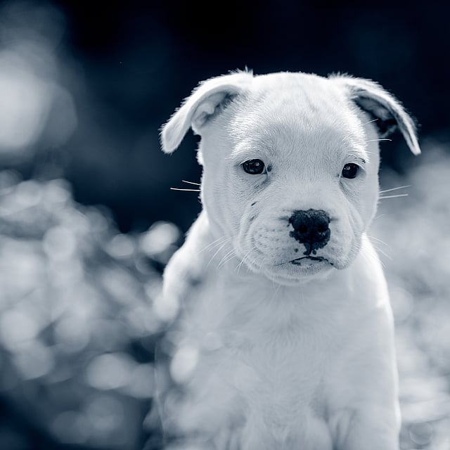 Een witte puppy die in het gras zit.