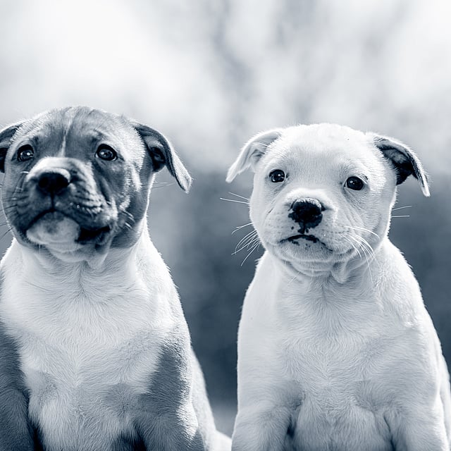 Twee honden zitten naast elkaar.