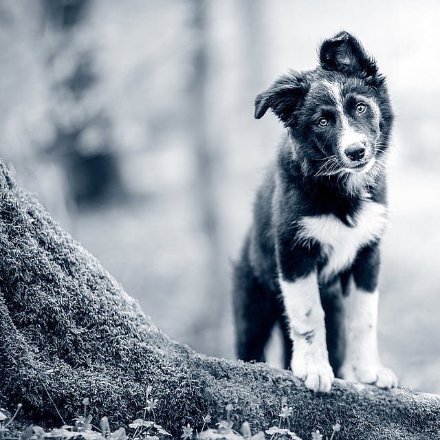 Een hond die zich op een boomstam bevindt.