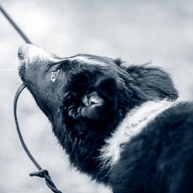 Een hond met een riem in zijn bek.