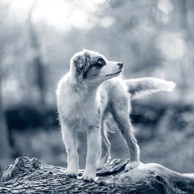 Een hond die zich op een boomstam bevindt.