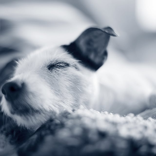 Een hond liggend op een deken.