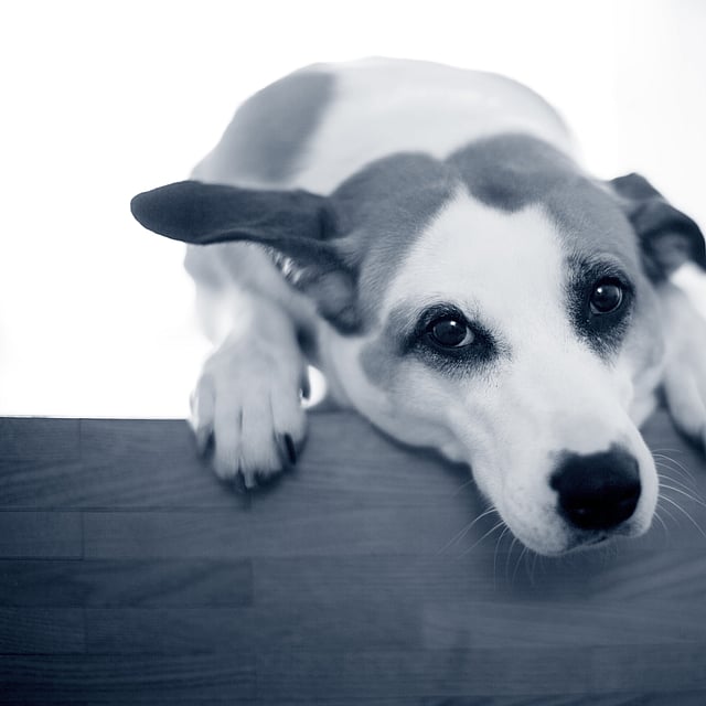 Een hond met zijn hoofd op een houten oppervlak.