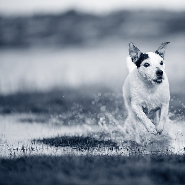 Hond in het water