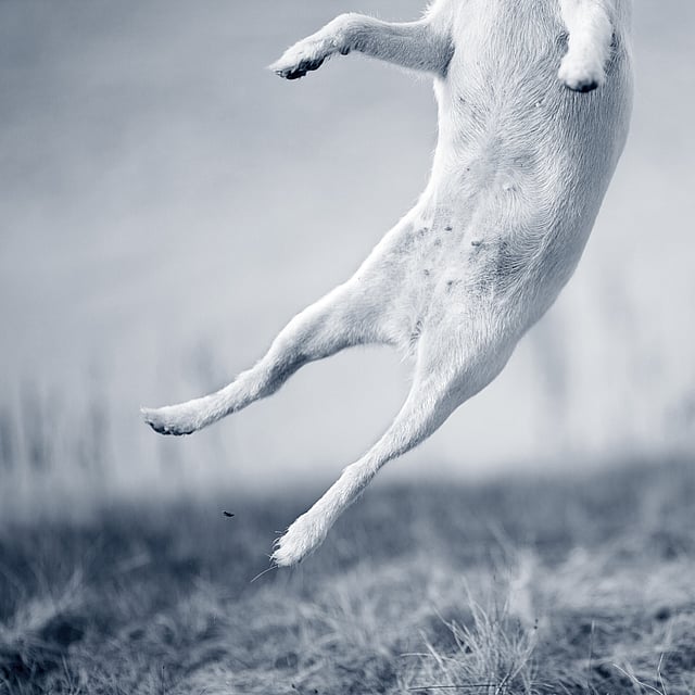 Hond springt de lucht in