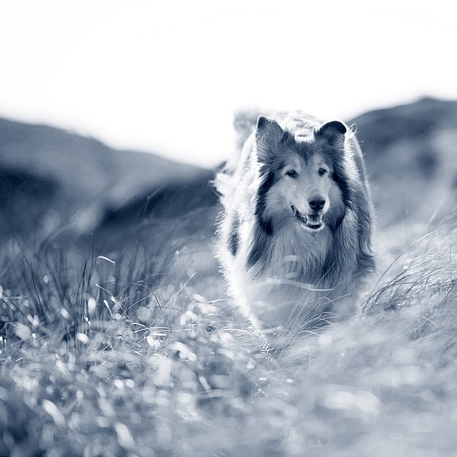 Een hond die door lang gras rent.