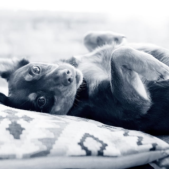 Hond ligt op kussen