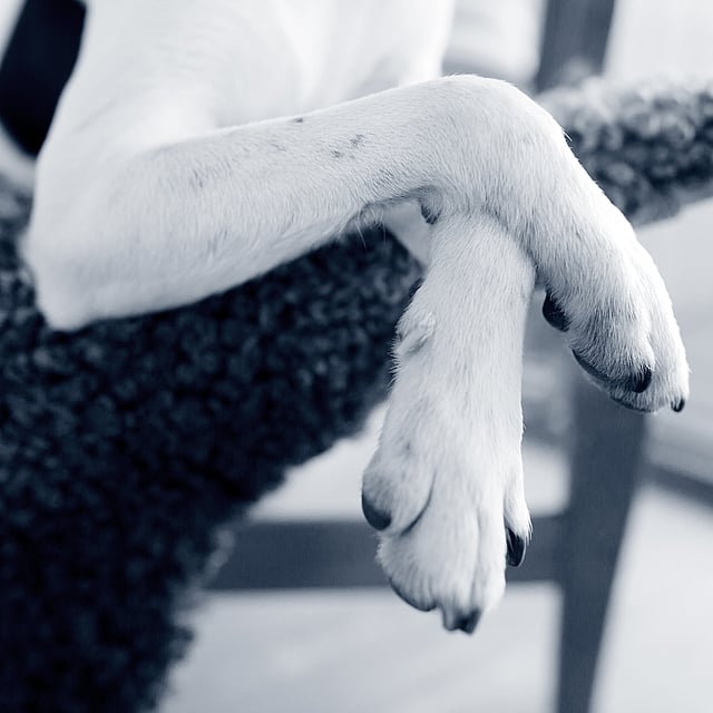 Poten van een hond