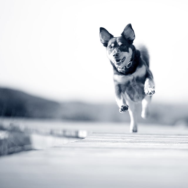 Hond is aan het lopen
