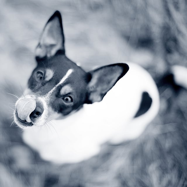 Hond likt neus