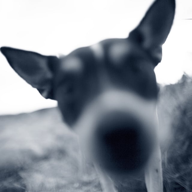 Een close-up van een hond.