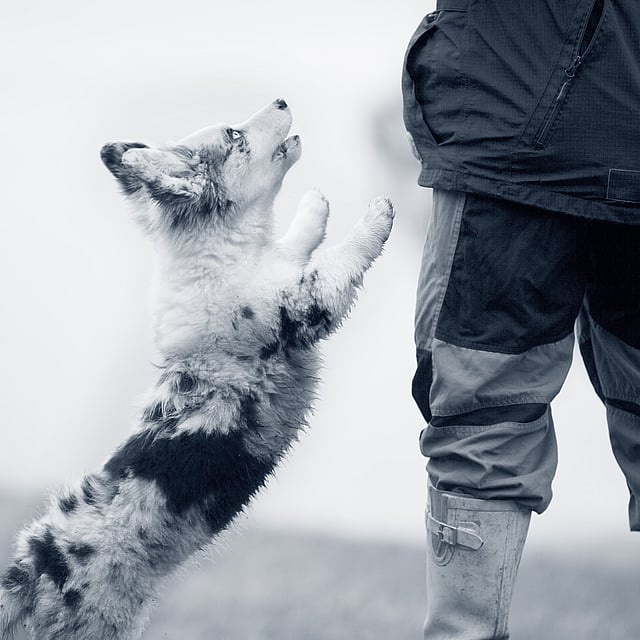 Jumping puppy