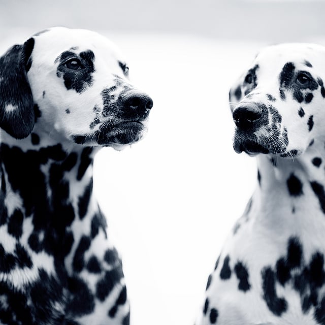 Twee honden die elkaar bekijken.