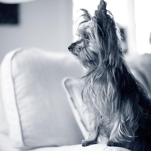 Hond in zetel