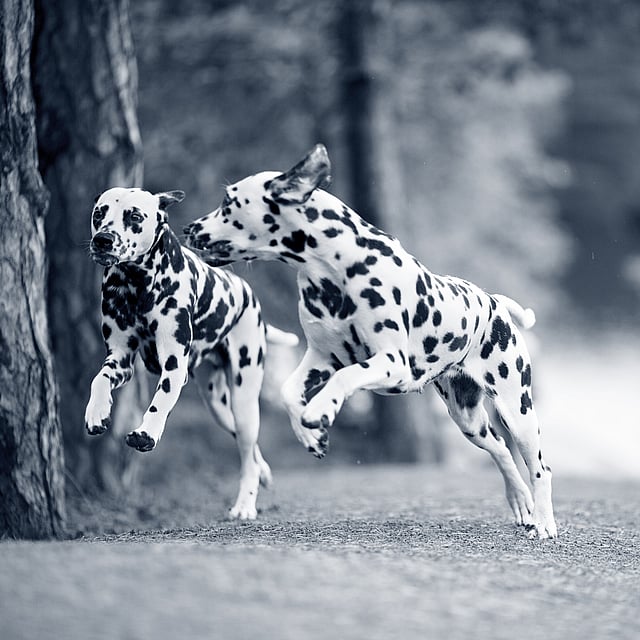 2 honden lopen in het bos