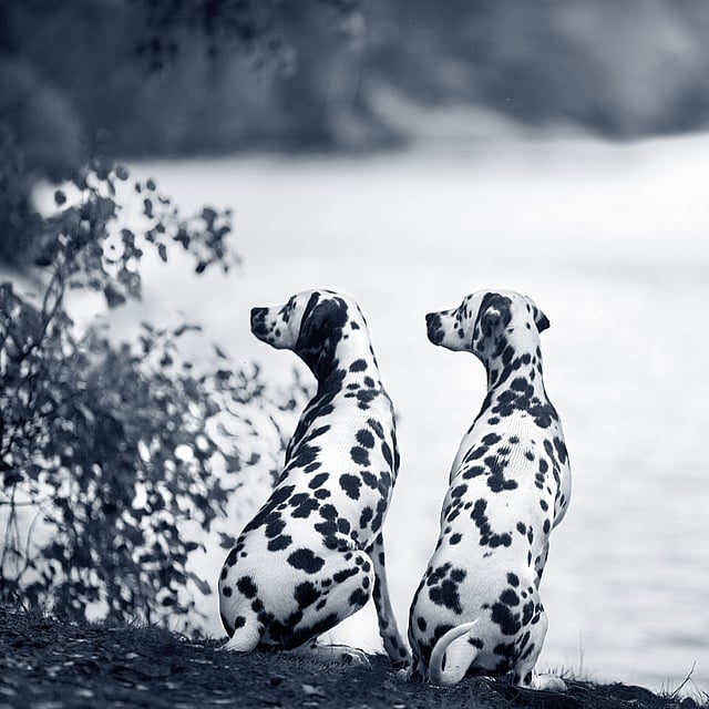 Twee honden zitten nabij een meer