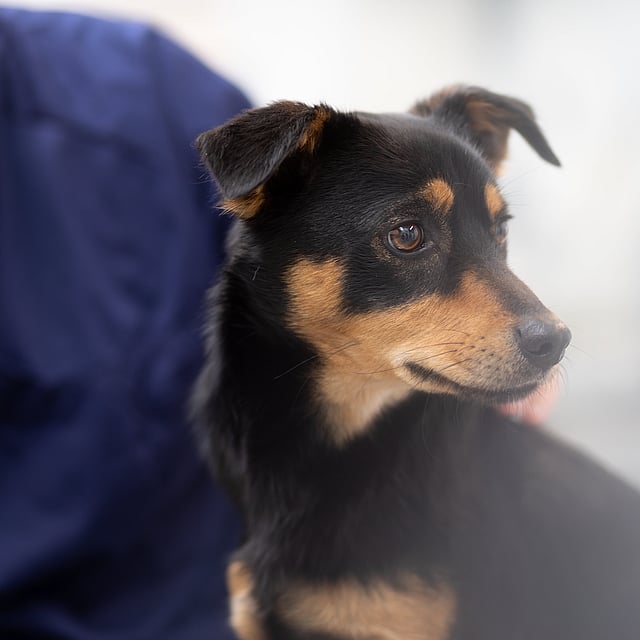 Een hond die voor een persoon zit.