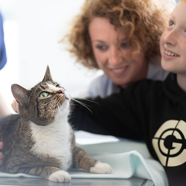 Cat on table