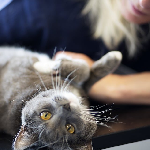 Een kat die op zijn rug ligt.