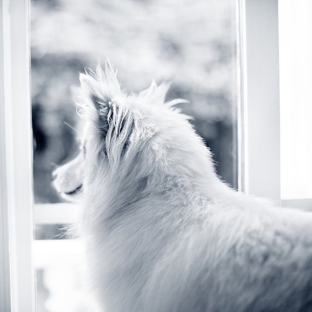 Een hond die uit een raam kijkt.