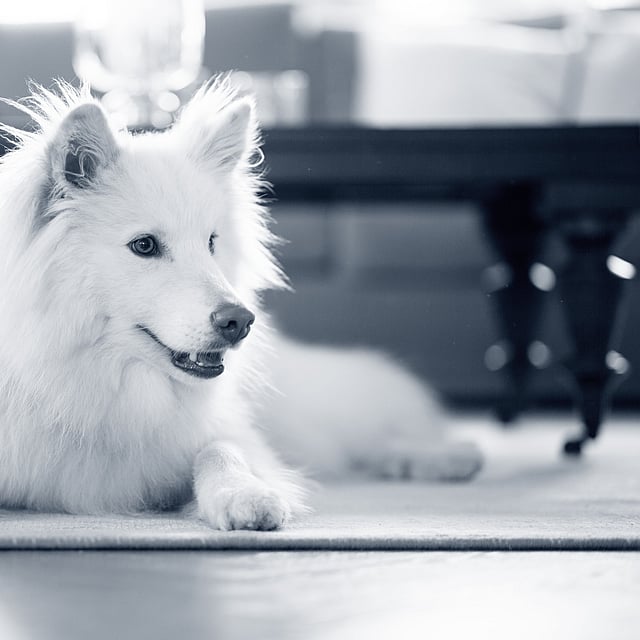Een witte hond die op de vloer ligt.