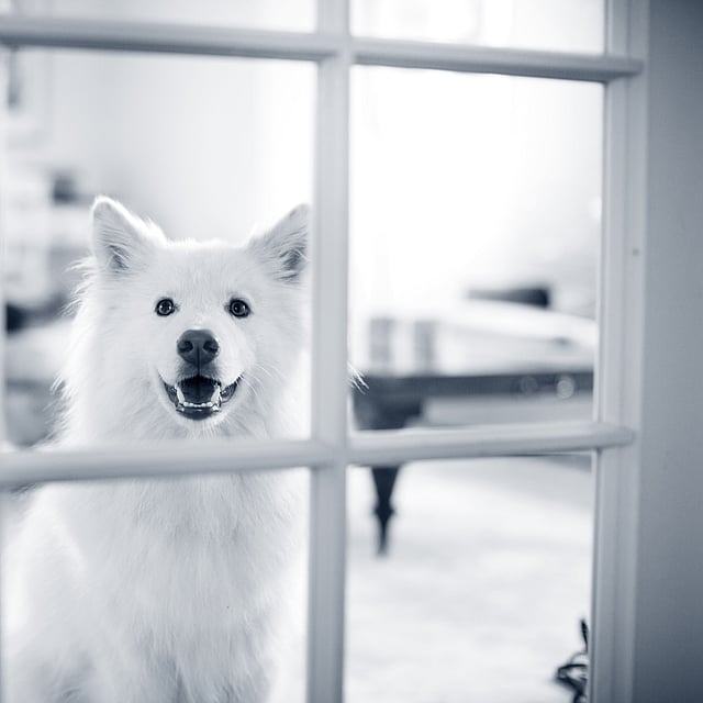 Een hond die door een raam kijkt.