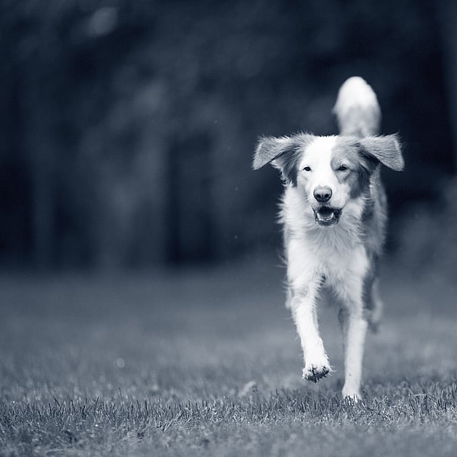 Een hond die op gras loopt.