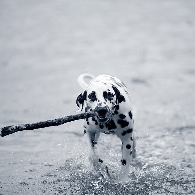 Een hond die door het water rent met een stok in zijn bek.