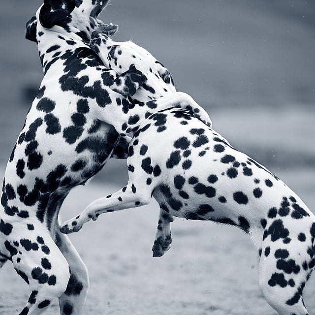 Twee honden spelen