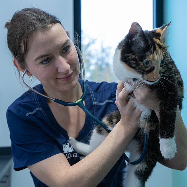 Een persoon die een kat vasthoudt met een stethoscoop om haar nek.