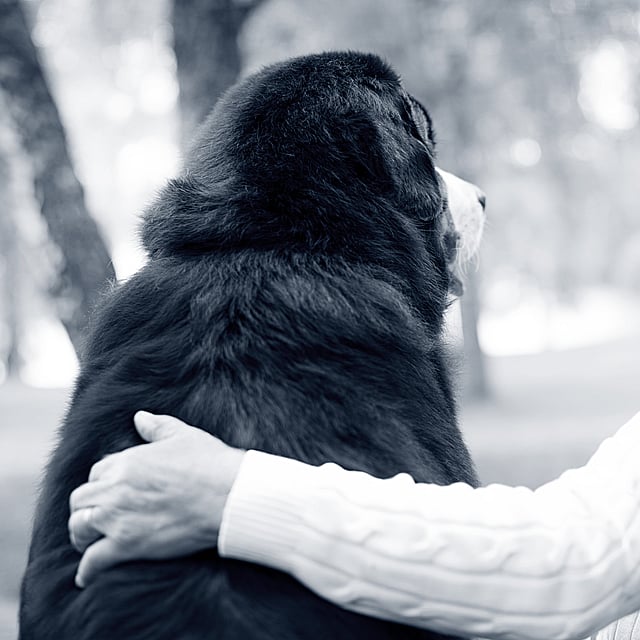 Oude man en hond