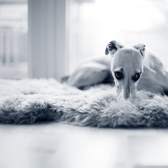 Hond ligt op tapijt