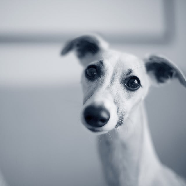 Nieuwsgierige hond