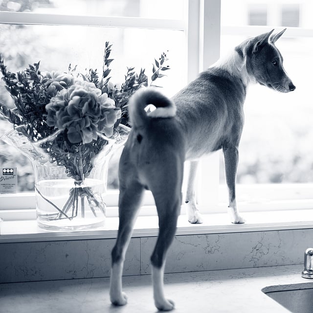 Hond staat op de keukentafel
