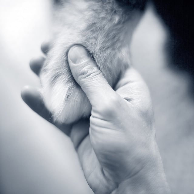 Een persoon die een poot van een kat vasthoudt.