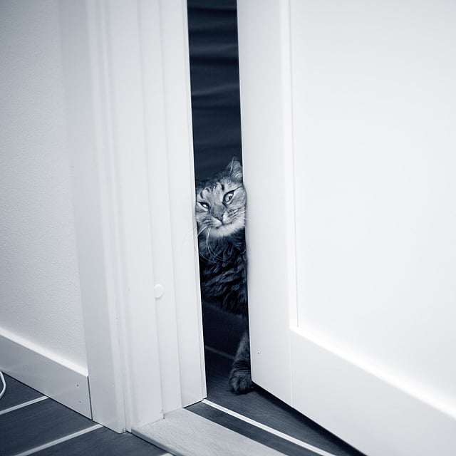 Een kat die door een deur gluurt.