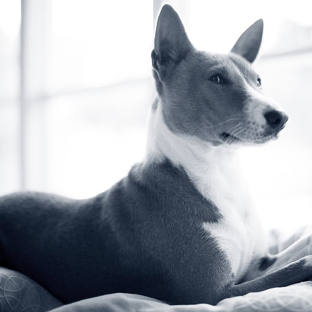 Een hond liggend op een bed.
