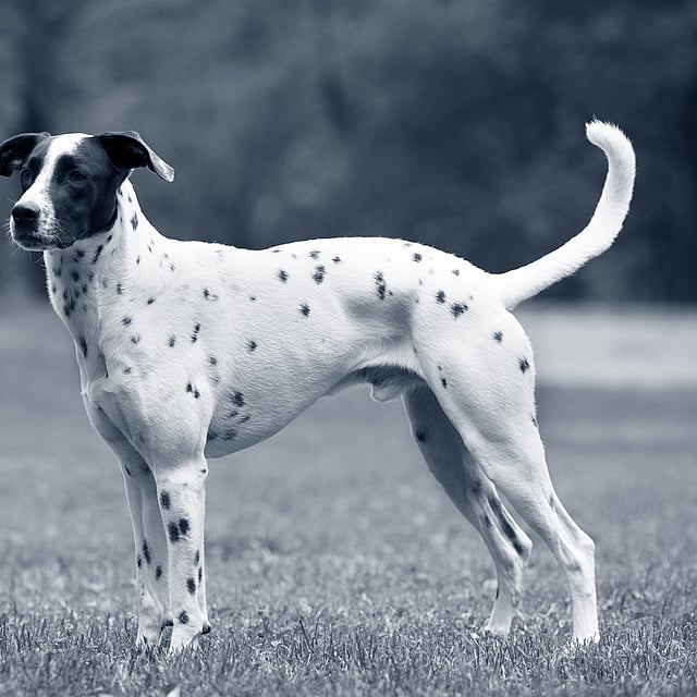 Hond staat op gras